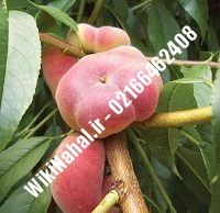 نهال هلو ردتاپ | هلو ردتاپ | نهالستان نمونه کرج ۶۶۴۶۲۴۰۸-۰۲۱