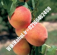 نهال هلو ردهون | هلو ردهون | نهالستان نمونه کرج ۶۶۴۶۲۴۰۸-۰۲۱