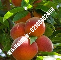 نهال هلو فرانسوی پیش رس | هلو فرانسوی پیش رس | نهالستان نمونه کرج ۶۶۴۶۲۴۰۸-۰۲۱