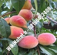 نهال هلو عسلی | هلو عسلی | نهالستان نمونه کرج ۶۶۴۶۲۴۰۸-۰۲۱