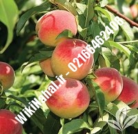 نهال هلو کشت بافت | هلو کشت بافت | نهالستان نمونه کرج ۶۶۴۶۲۴۰۸-۰۲۱