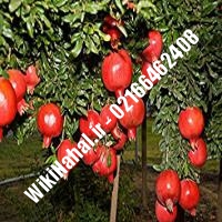نهال انار گلوباریک | انار گلوباریک | نهالستان نمونه کرج 66462408-021