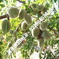 نهال بادام دیم | بادام دیم | نهالستان نمونه کرج 66462408-021 