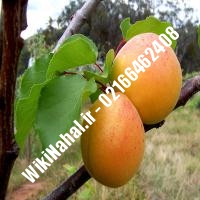 نهال زردآلو نیوکاسل | زردالو نیوکاسل | نهالستان نمونه کرج 66462408-021 