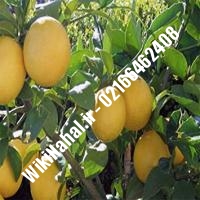 نهال زردآلو پیوندی | زردالو پیوندی | نهالستان نمونه کرج 66462408-021