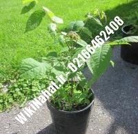 فروش نهال گردو سیبان سوئد | فروش گردو سیبان سوئد | فروش گردوی سیبان سوئد | نهالستان نمونه کرج ۰۹۱۲۰۳۹۸۴۱۶