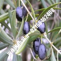 نهال زیتون پیکولین | زیتون پیکولین | نهالستان نمونه کرج 66462408-021