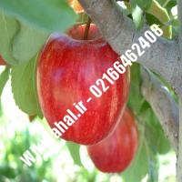 نهال سیب گالا | سیب گالا | نهالستان نمونه کرج 66462408-021 