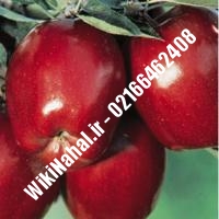 نهال سیب لبنان قرمز | سیب لبنان قرمز | نهالستان نمونه کرج 66462408-021 