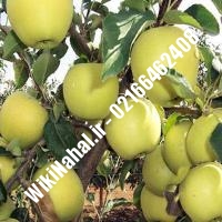 نهال سیب لبنان زرد | سیب لبنان زرد | نهالستان نمونه کرج 66462408-021 