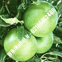 نهال سیب گرانی اسمیت | سیب گرانی اسمیت | نهالستان نمونه کرج 66462408-021 
