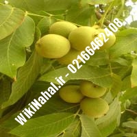 فروش نهال گردو فرنور | فروش گردو فرنور |فروش گردوی فرنور | نهالستان نمونه کرج 09120398416