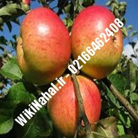 نهال سیب کاکس ارنج | سیب کاکس ارنج | نهالستان نمونه کرج 66462408-021 