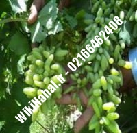 نهال انگور عسکری شناسنامه دار | نهالستان نمونه کرج ۰۲۱۶۶۴۶۲۴۰۸