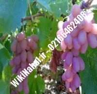 نهال انگور صاحبی شناسنامه دار | نهالستان نمونه کرج ۰۲۱۶۶۴۶۲۴۰۸