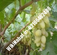 نهال انگور ریش بابا شناسنامه دار | نهالستان نمونه کرج ۰۲۱۶۶۴۶۲۴۰۸