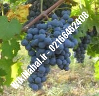 نهال انگور شیرازی شناسنامه دار | نهالستان نمونه کرج ۰۲۱۶۶۴۶۲۴۰۸