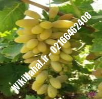 نهال انگور فخری شناسنامه دار | نهالستان نمونه کرج ۰۲۱۶۶۴۶۲۴۰۸