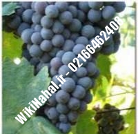 نهال انگور رشه شناسنامه دار | نهالستان نمونه کرج ۰۲۱۶۶۴۶۲۴۰۸