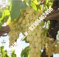 نهال انگور سفید کشمشی شناسنامه دار | نهالستان نمونه کرج ۰۲۱۶۶۴۶۲۴۰۸