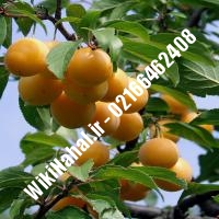 نهال آلو قطره طلا | آلو قطره طلا | نهالستان نمونه کرج 66462408-021