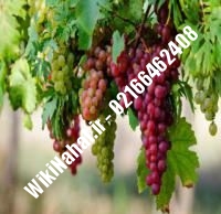 نهال انگور فرانسوی شناسنامه دار | نهالستان نمونه کرج ۰۲۱۶۶۴۶۲۴۰۸