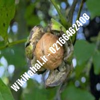 خرید نهال گردو اشلی | خرید گردو اشلی |خرید گردوی اشلی | نهالستان نمونه کرج 09120398416 