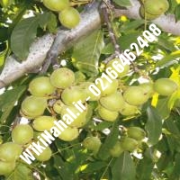 قیمت نهال گردو پکان | قیمت گردو پکان |قیمت گردوی پکان | نهالستان نمونه کرج 09120398416