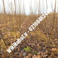 خرید نهال گردو سولانو |خرید گردو سولانو | خرید گردوی سولانو | نهالستان نمونه کرج 09120398416