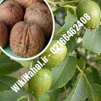 فروش نهال گردو اشلی | فروش گردو اشلی |فروش گردوی اشلی | نهالستان نمونه کرج 09120398416