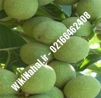 قیمت نهال گردو لارا | قیمت گردو لارا | قیمت گردوی لارا | نهالستان نمونه کرج ۰۹۱۲۰۳۹۸۴۱۶