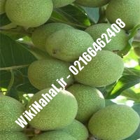 قیمت نهال گردو لارا | قیمت گردو لارا | قیمت گردوی لارا | نهالستان نمونه کرج 09120398416