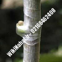 نهال گردو کانادایی | گردو کانادایی | گردوی کانادایی | نهالستان نمونه کرج 09120398416