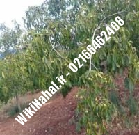 فروش نهال گردو لارا | فروش گردو لارا | فروش گردوی لارا | نهالستان نمونه کرج ۰۹۱۲۰۳۹۸۴۱۶