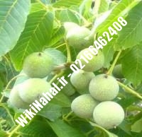 فروش نهال گردو شیلی خوشه ای | فروش گردو شیلی خوشه ای |فروش گردوی شیلی خوشه ای| نهالستان نمونه کرج ۰۹۱۲۰۳۹۸۴۱۶