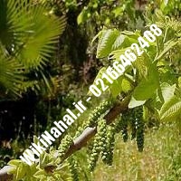 نهال گردو فرنور | گردو فرنور | گردوی فرنور | نهالستان نمونه کرج 09120398416 