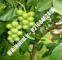 نهال گردو آیوانهو | گردو آیوانهو | گردوی آیوانهو | نهالستان نمونه کرج ۰۹۱۲۰۳۹۸۴۱۶