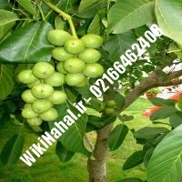 نهال گردو آیوانهو | گردو آیوانهو | گردوی آیوانهو | نهالستان نمونه کرج 09120398416