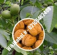 فروش نهال گردو سیسکو |فروش گردو سیسکو | فروش گردوی سیسکو | نهالستان نمونه کرج ۰۹۱۲۰۳۹۸۴۱۶