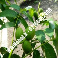 قیمت نهال گردو شیلی خوشه ای | قیمت گردو شیلی خوشه ای |قیمت گردوی شیلی خوشه ای| نهالستان نمونه کرج 09120398416