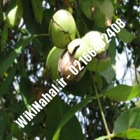 فروش نهال گردو فورت |فروش گردو فورت | فروش گردوی فورت | نهالستان نمونه کرج 09120398416