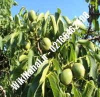 خرید نهال گردو سانلند |خرید گردو سانلند |خرید گردوی سانلند | نهالستان نمونه کرج ۰۹۱۲۰۳۹۸۴۱۶