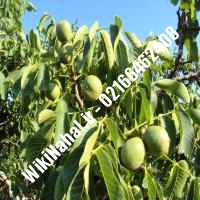 خرید نهال گردو سانلند |خرید گردو سانلند |خرید گردوی سانلند | نهالستان نمونه کرج 09120398416