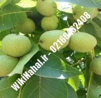 فروش نهال گردو سولانو |فروش گردو سولانو | فروش گردوی سولانو | نهالستان نمونه کرج ۰۹۱۲۰۳۹۸۴۱۶