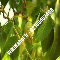 نهال گردو ضیاآبادی | گردو ضیاآبادی | گردوی ضیاآبادی | نهالستان نمونه کرج 09120398416