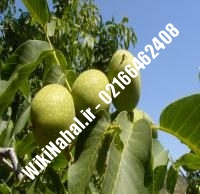 قیمت نهال گردو مراغه | قیمت گردو مراغه | قیمت گردوی مراغه | نهالستان نمونه کرج ۰۹۱۲۰۳۹۸۴۱۶