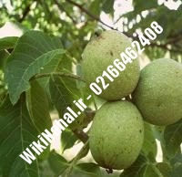 نهال گردو شیلی خوشه ای | گردو شیلی خوشه ای | گردوی شیلی خوشه ای| نهالستان نمونه کرج ۰۹۱۲۰۳۹۸۴۱۶