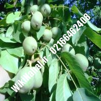 فروش نهال گردو استن | فروش گردو استن | فروش گردوی استن | نهالستان نمونه کرج 09120398416