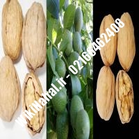 فروش نهال گردو بیلجک ترکیه | فروش گردو بیلجک ترکیه | فروش گردوی بیلجک ترکیه | نهالستان نمونه کرج 09120398416