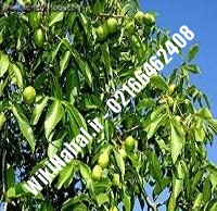 نهال گردو شهمیرزاد | گردو شهمیرزاد | گردوی شهمیرزاد | نهالستان نمونه کرج ۰۹۱۲۰۳۹۸۴۱۶